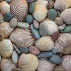 USA, Washington State, Seabeck. Close-up of cockle shells and beach rocks. Art Print